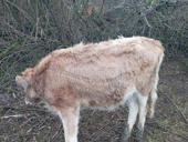 Тёлка 45 50 кг 