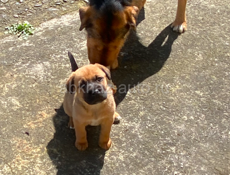 Хорошая девочка