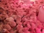 Породистые Цыплята