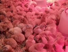 Породистые Цыплята