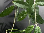 Лиана Хойя, очень большая