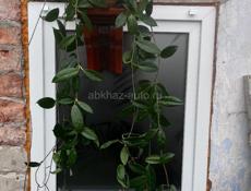 Лиана Хойя, очень большая