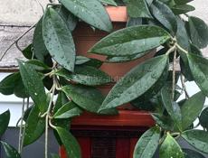 Лиана Хойя, очень большая