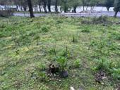 Ущелье Рица 