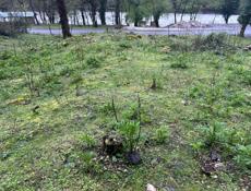 Ущелье Рица 