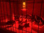 Продаются цыплята Джерский гигант 