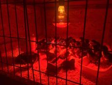 Продаются цыплята Джерский гигант 