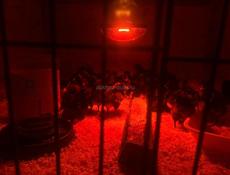 Продаются цыплята Джерский гигант 