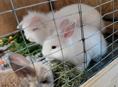 Продам кроликов 