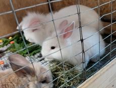 Продам кроликов 
