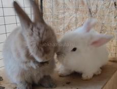 Продам кроликов 