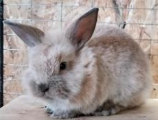 Продам кроликов 