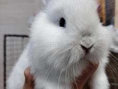 Продам кроликов 