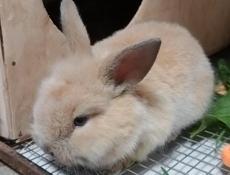 Продам кроликов 