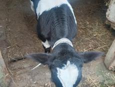 Продаю, бычка