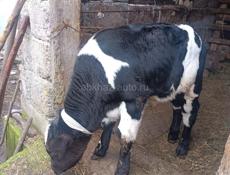 Продаю, бычка