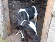 Продаю, бычка