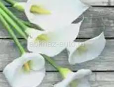 Сдам квартиру 