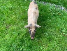 Продам  кабанчика