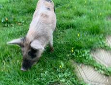 Продам  кабанчика