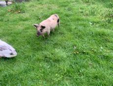 Продам  кабанчика