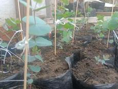 Продаётся эвкалиптовые саженцы