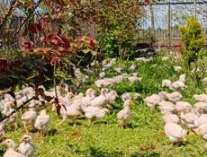 Только сегодня 250 продаются цыплята р. Очамчира .с. илор все по телефону