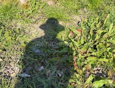 Пишу бизнес планы , документацию к проектам по программам 