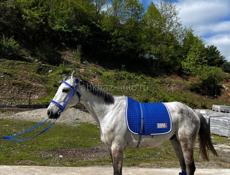 Англо арабский мерин 9 лет шустры обученный все ноги даёт учасвывал в конкуре есть пару первых мест цена 150т без торга просто так не звонить всё тут написал +79407778022