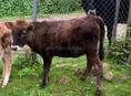 Продаю телку 