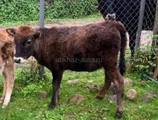 Продаю телку 