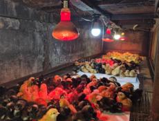 Цыплята  Редбро в наличии и индюшата под заказ.