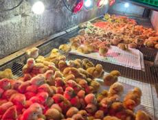 Цыплята  Редбро в наличии и индюшата под заказ.