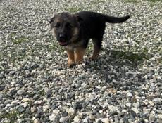 Щенки Немецкой Овчарки