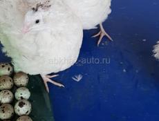 3 петуха Джерсийский гигант и перепелки Дмитревской породы 