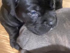 Коне корсо бронь