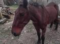 Продаю лошадь 