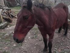 Продаю лошадь 