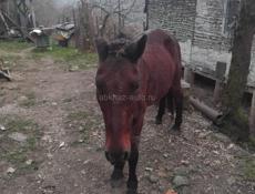 Продаю лошадь 