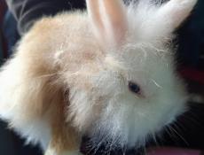 Кролики карликовой породы