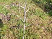 Саженцы удачи. По 200р.корень.