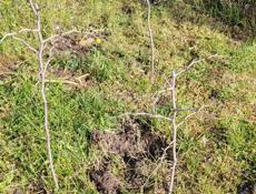 Саженцы удачи. По 200р.корень.