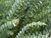 Пролаю саженцы эвкалипта 9192373