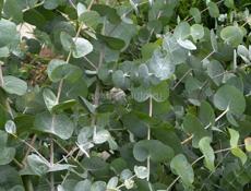 Пролаю саженцы эвкалипта 9192373