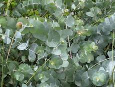 Пролаю саженцы эвкалипта 9192373