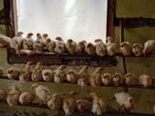 Продаются цыплята по 300р р. Очамчира с. Илор все по телефону