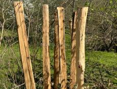 Колышки сухие , хорошего размера и качества 