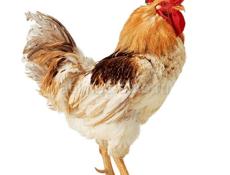 Продаю цыплят петушков, им месяц и неделя