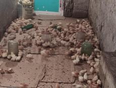 Продаю цыплят несушек им 10 дней 