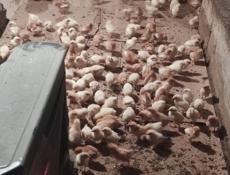 Продаю цыплят несушек им 10 дней 